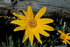 Large and beautiful Mule's Ear flower beside a fence row on the Last Dollar Road.