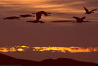 Sunset, five Sandhill Cranes in flight, and a single Snow Goose.