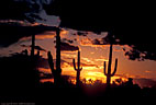 Sunset in the Superstition Mountains Wilderness Area.