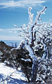 Wind and snow decorate a tree, high in the Organ Mountains.