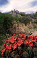 Blooming Claret Cup Cactus, and in the distance an eastern view of the Rabbit Ear Spires. Eastern Organ Mountains