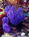 Bluebell Tunicates with Sponges and Bryzoans, Sea mount, Hog Islands, (Cayos Cochinos), Honduras