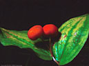 Berries of the Rough Fruited Fairybell, Edith Pass Trail, Banff National Park.