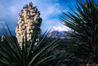 An exceptionally large cluster of blossoms of the Mountain Torrey Yucca.  Western Organ Mountains