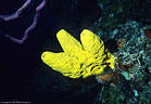 Intense yellow Verongia  with Purple Rope Sponge, orange Didiscus Sponge, and  Branched Fire Coral.  Bloody Bay Wall, Little Cayman Island