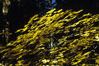 Vine Maples in autumn colors in Mount Hood National Forest, Oregon