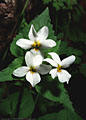 A trio of early spring Violets. - Blue Lakes Trail