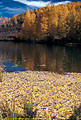 Aspen leaves decorate Cushman Lake.  South of Telluride, along the San Juan Skyway.