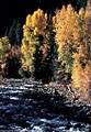 Aspens and Cottonwoods in evening light, along the San Miguel River.