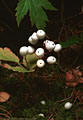 White Baneberry, Rockbound Lake Trail, Banff National Park.