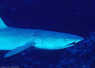 White Tipped Reef Shark, Marion Reef, Coral Sea, Australia