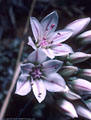 Wild Onions, found  in the western foothills of the Organ Mountains.