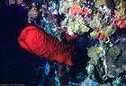 The color ofthe Red Cup Sponge stands out in an area well supplied with interesting marine invertebrates - Jackson Bay, Little Cayman Island