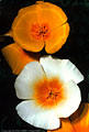 Two variants of the Mexican Goldpoppy flowering together at a site off the Aguirre Springs Road.