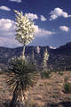 Soaptree Yuccas  bloom on the access  road to the Aguirre Springs Recreation Area in southern New Mexico