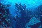 Scuba diver in one of the great Elkhorn Coral forests of Grand Cayman's South Coast