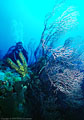 Scuba Diver, Deep Water Gorgonians and Sponges in West Bay, Grand Cayman Island BWI