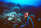 Scuba Diver with rolling mounds of Lettuce Coral, Half Moon Bay, Roatan, Honduras