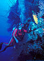 Scuba diver deep off the wall, with yellow Verongia Sponges, North Wall, Grand Cayman Island, BWI
