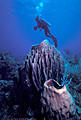 Scuba Diver with Barrel sponges, Morat Island, Bay Islands, Honduras