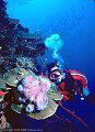 Scuba Diver with cluster of Glassy Sponges on a coral shelf, North Wall, Grand Cayman Island