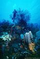 Scuba Diver with Sponges and Gorgonians, Barbareta Island, Bay Islands