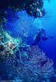 Scuba Diver from cave mouth fringed with Deep Water Gorgonians and Sponges, West Bay, Grand Cayman Island