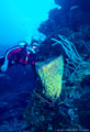 A Scuba Diver examines a Vase Sponge, North Wall, Grand Cayman Island