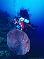 Scuba Diver with Barrel Sponge at the edge of a wall near Barbareta Island, Bay Islands, Honduras