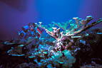 Scuba Diver and Elkhorn Coral, with dive boat overhead, Half Moon Bay, Roatan, Honduras