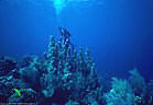 Scuba Diver and Pillar Coral on a shallow reef, Roatan, Honduras