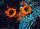 Orange Cup Sponges and Sea Feathers - North Wall. Grand Cayman Island