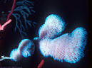 Pale deep water Glassy Sponge with red Finger Sponges. - South Coast, Grand Cayman Island