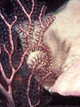 Deep Water Gorgonian and Elephant Ear Sponge in cave - West Bay. Grand Cayman Island BWI