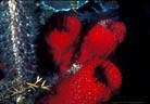 Deep red Cup Sponges and whitish Gorgonian,North Wall,  Cayman Island, BWI