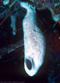 White Slipper Sponge, brown Sponge, and Orange Sea Whip - North Wall. Grand Cayman Island