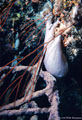 White Sponge, Tan Sponges, and juvenile Trumpetfish under Orange Thread Gorgonian - North Wall. Grand Cayman Island