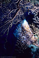 Glassy Sponge and Deep Water Gorgonians, West Bay, Grand Cayman Island, BWI