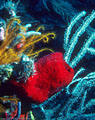 Red Cup Sponge,  yellow Crinoids, Gorgonians and Sea Feathers - North Wall. Grand Cayman Island