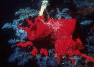 Red Cup Sponge and Hydroids on Black Coral - Bloody Bay, Little Cayman Island