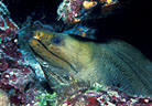 Moray Eel portrait, West Bay, Grand Cayman Island, BWI