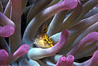 Diamond Blenney in its host Anemone,  Bloody Bay, Little Cayman Island, BWI