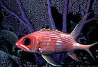 Squirrelfish by purple Sea Fan,  Bloody Bay, Little Cayman Island, BWI