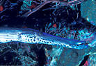 Trumpetfish portrait, West Bay, Grand Cayman Island, BWI