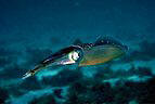 Squid 'flashing', showing its irridesent coloring, North sound, Grand Cayman Island, BWI