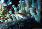 Diamond Blenney outside host Anemone, North Wall, Grand Cayman Island, BWI