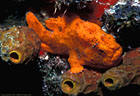 Orange Frogfish with lure extended, Balboa Wreck, Grand Cayman Island, BWI
