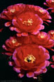 A large flower cluster of the hybrid Echinopsis 'Cherry Red'.