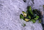 A Marsh Marigold pushes its way through a pattern of ice.